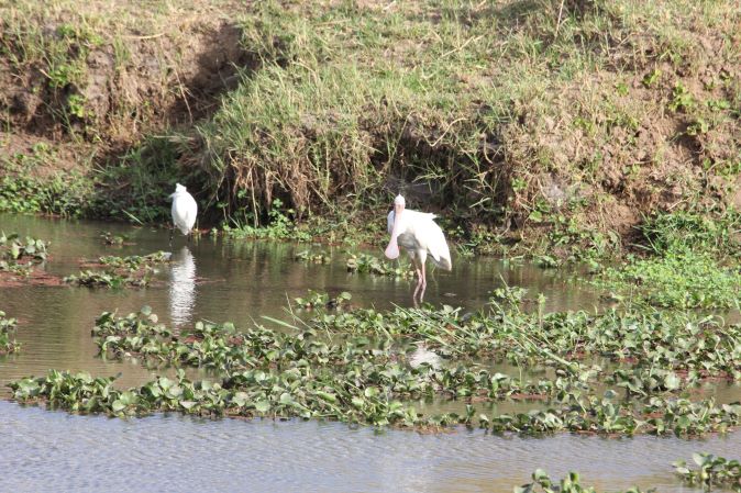 African bird, safari, Zimbabwe, Chikwenya, Mana Pools National Park