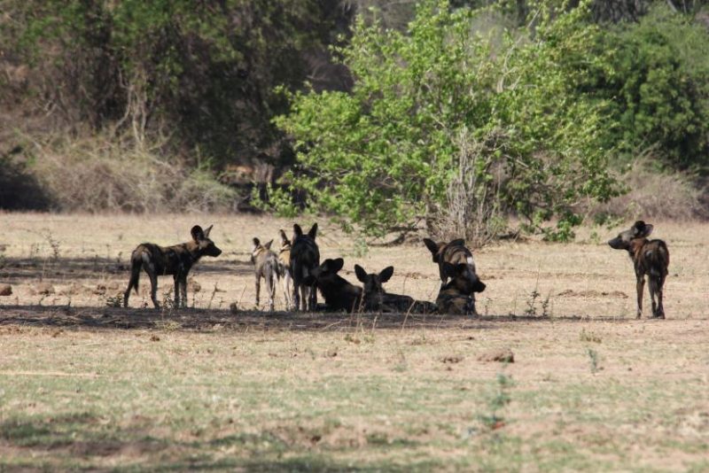 Safari, Zimbabwe, Chikwenya, Mana Pools National Park