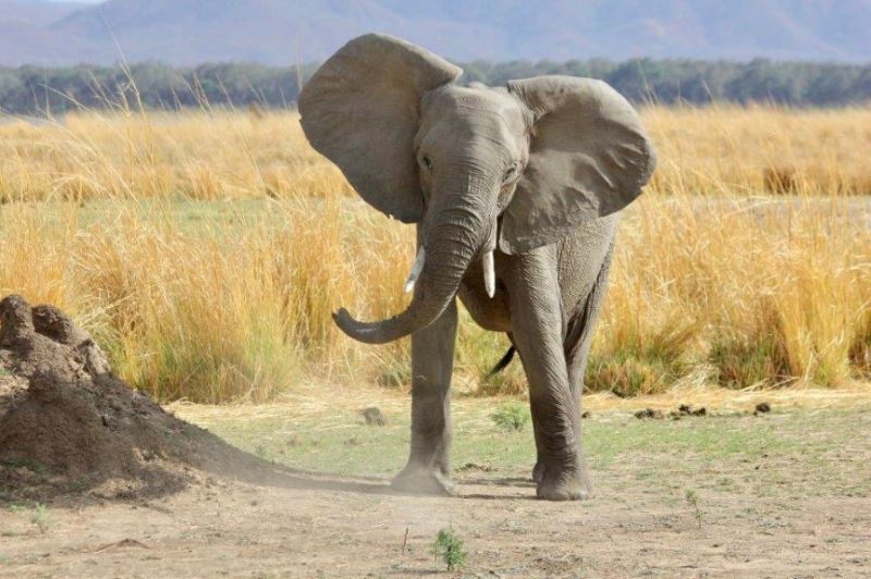 African safari, Zimbabwe, Mana Pools National Park