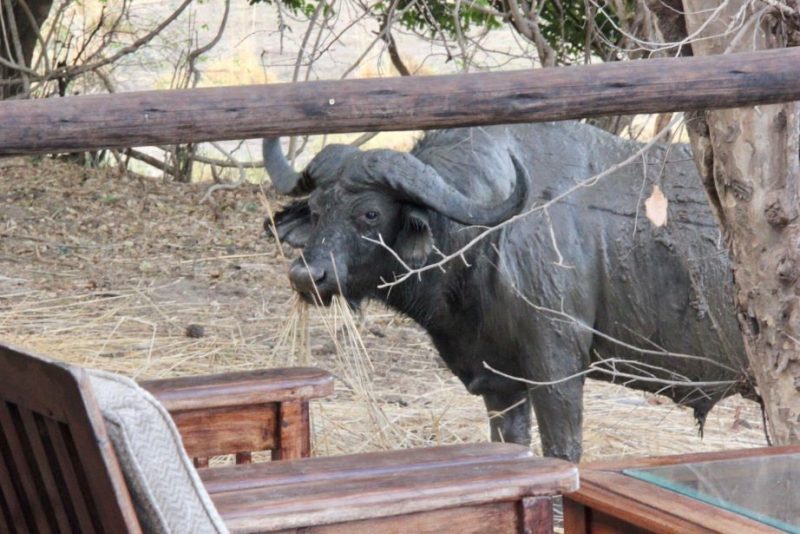 Chikwenya, safari lodge, Zimbabwe, Africa, Mana Pools National Park 