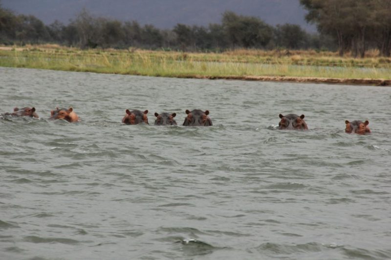 Zambezi River, African safari, Zimbabwe, Mana Pools National Park