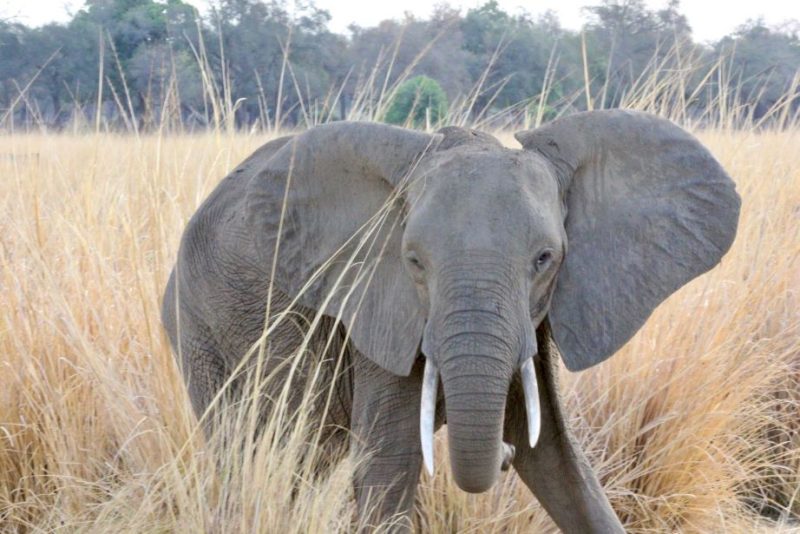 African safari, Zimbabwe, Mana Pools National Park