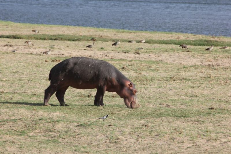 African safari, Zimbabwe, Mana Pools National Park