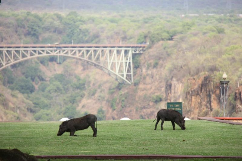 Victoria Falls Hotel, Zimbabwe, Africa, Bungee jumping