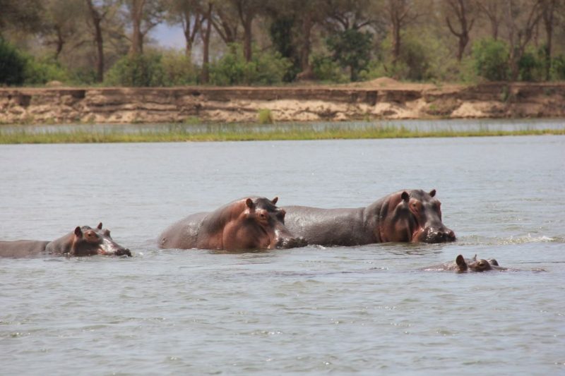 African Safari, Zimbabwe, Mana Pools National Park