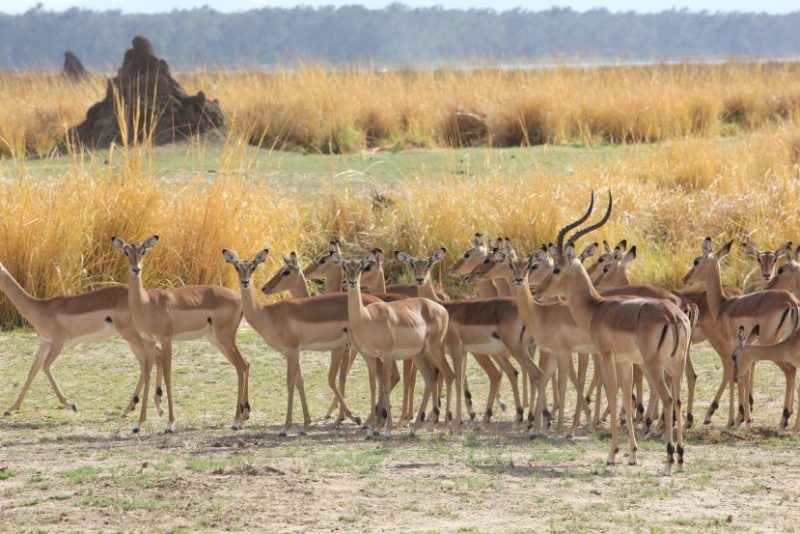 African safari, Zimbabwe, Mana Pools National Park