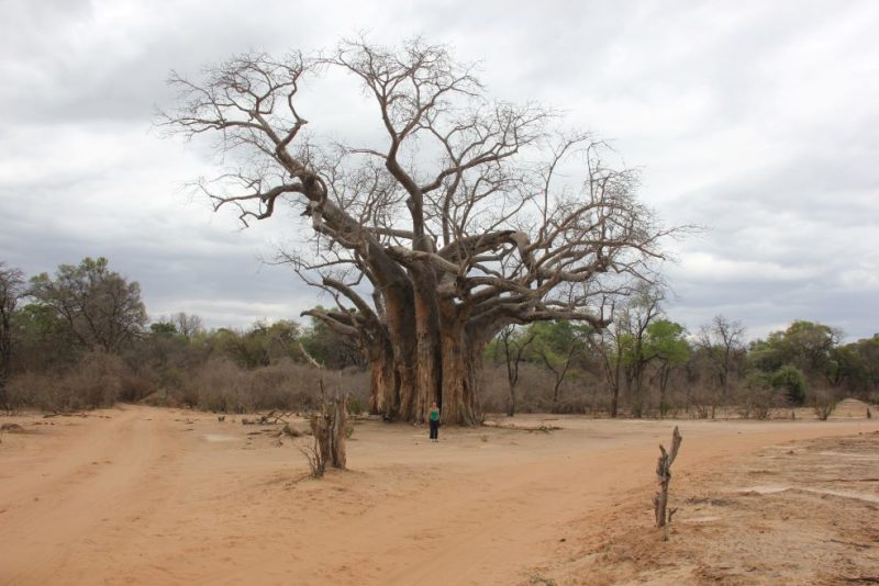 Zimbabwe, Mana Pools National Park, Africa