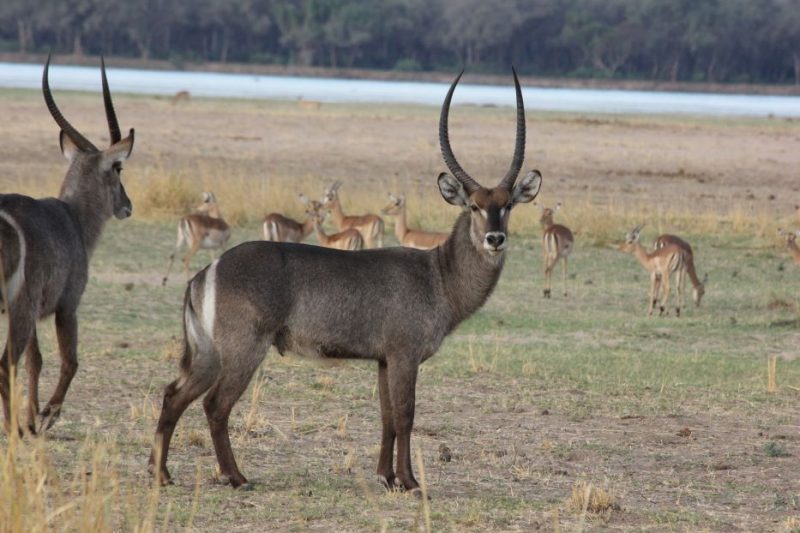 African animals, Chikwenya, Zimbabwe, Africa, Mana Pools National Park