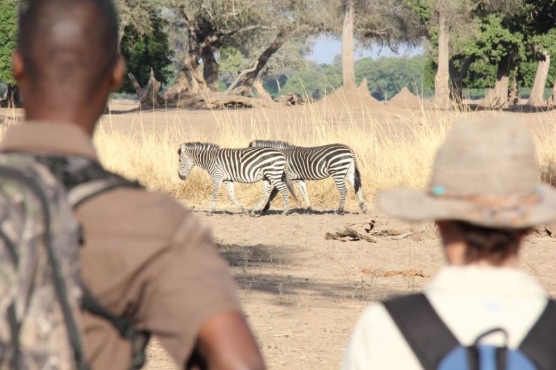 Walking safari, Chikwenya, Zimbabwe, Mana Pools National Park, Africa