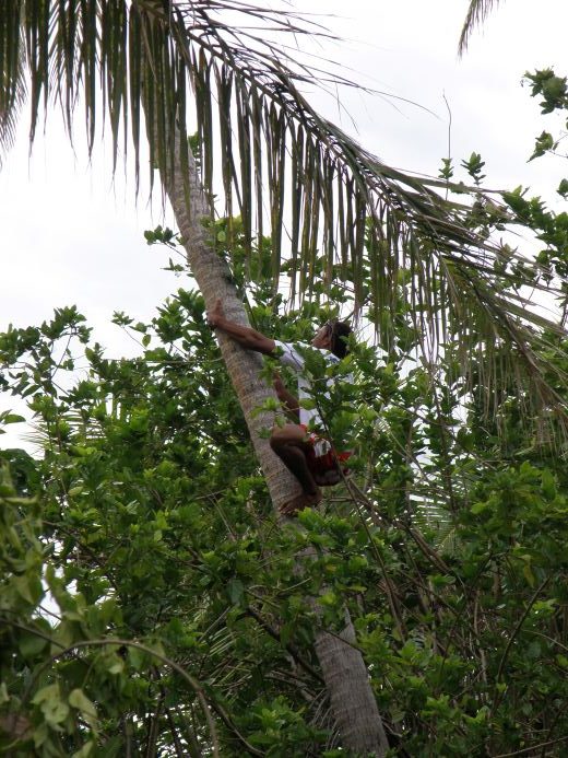 Robinson Crusoe Island, Fiji, coconut tree