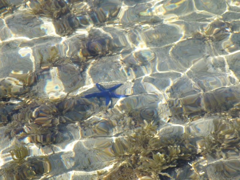 Fiji, starfish, crystal clear water