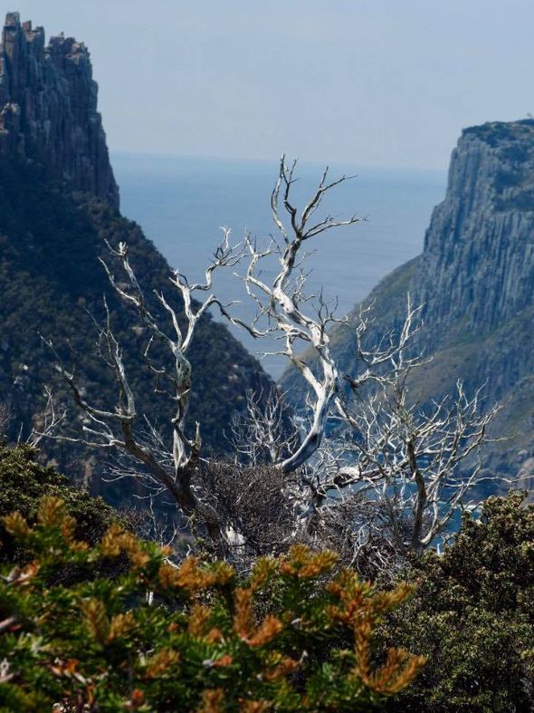 Three Capes Track, great walks, Tasmania, multi-day hike