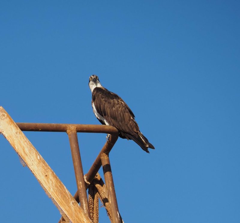 birdlife, Egypt, The Nile, birds of prey