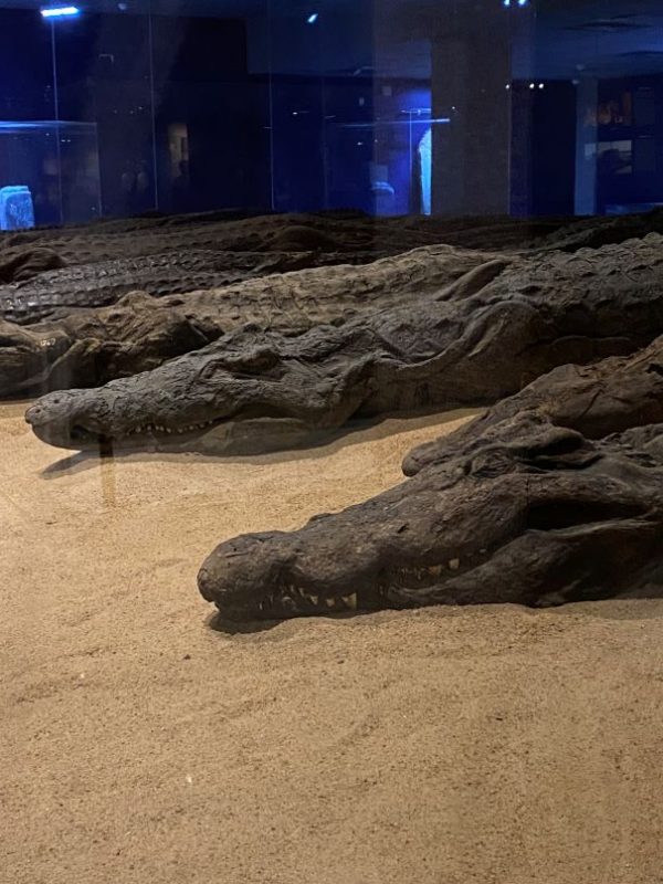 crocodile museum, Kom Ombo, Aswan, Egypt,