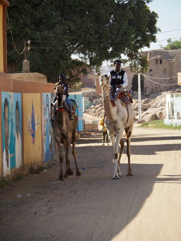 camels, village life in Egypt, Nubian Village