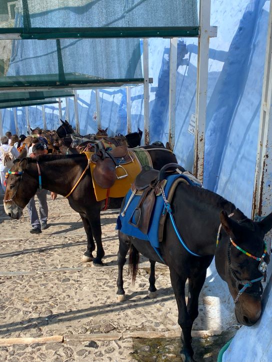 Santorini donkeys, Greek Islands, Cyclades, Greece