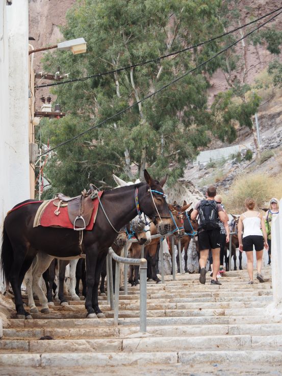 Santorini donkey, Greek Island, caldera, Greece