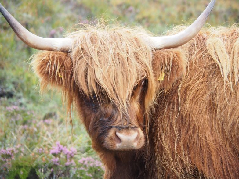 Highland-cow-Isle-of-Skye