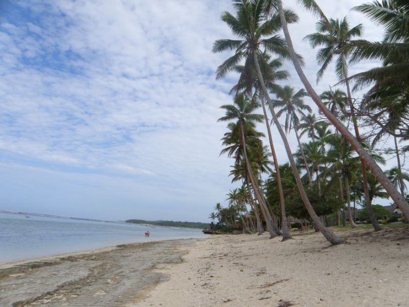 palm trees, beach, Postcards from Abroad