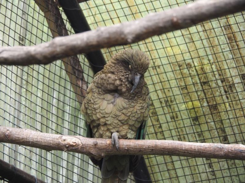 Native bird New Zealand, cheeky bird,