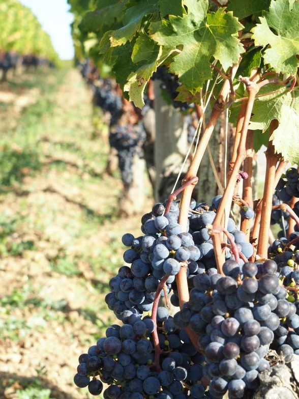 Bordeaux, wine region, vineyard, Rustic Vines, France