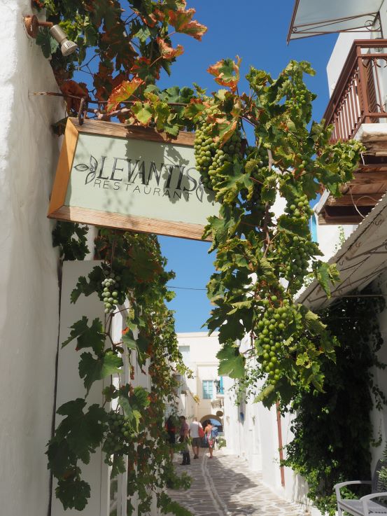 grapevines, Paros, Greek Islands, Cyclades