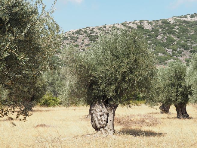 olive trees, Halki, Naxos, hilltop village, Greek Islands, Cyclades