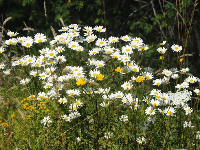 Swedish wildflowers, Gotland, Stockholm Archipelago