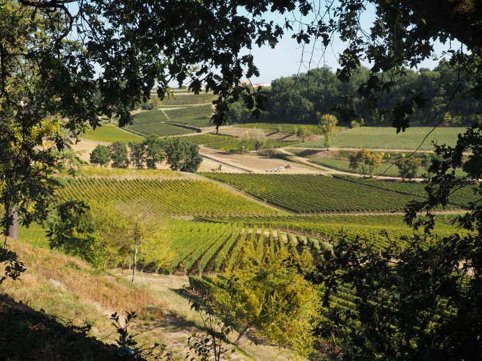 French Chateaux, Vineyard, Rustic Vines, St Emilion, Bordeaux, France