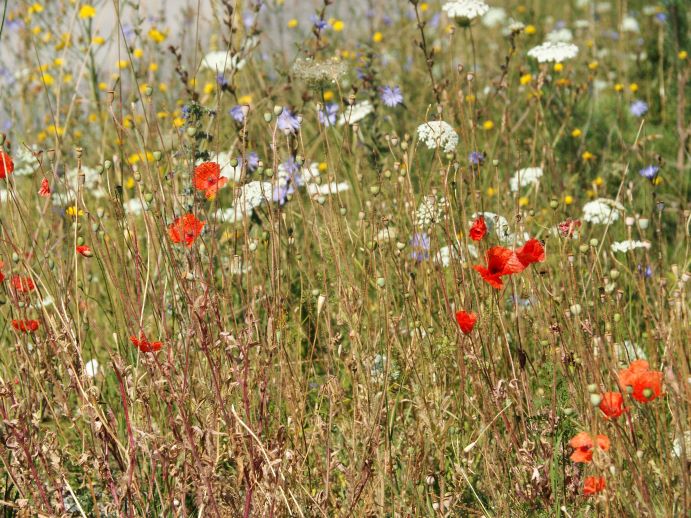 Gotland, Sweden, Stockholm Archipelago, poppies