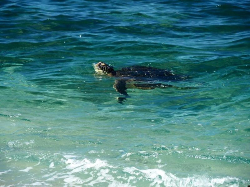 Hawaii, Oahu, swimming with turtles