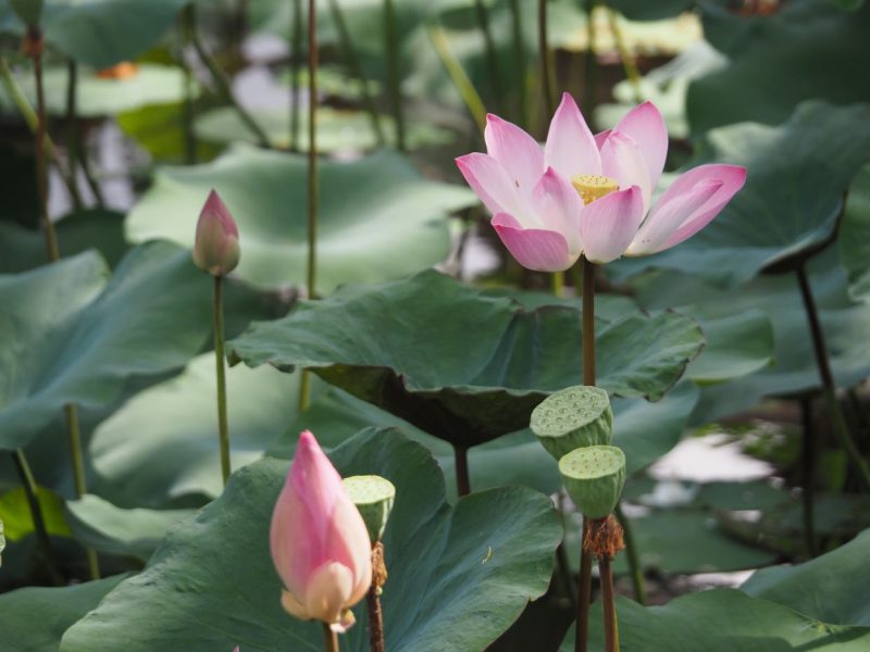 Cafe Lotus, Ubud, Bali