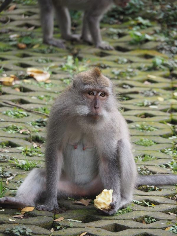 Ubud, Bali, Monkey Forest