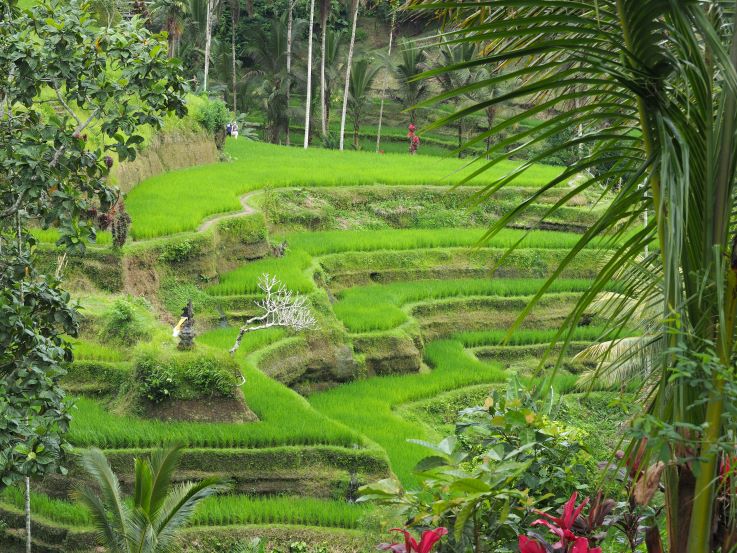 Ubud, Bali, rice terraces