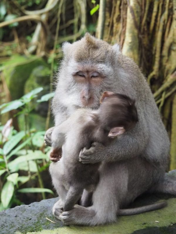 Ubud, Bali, monkey forest