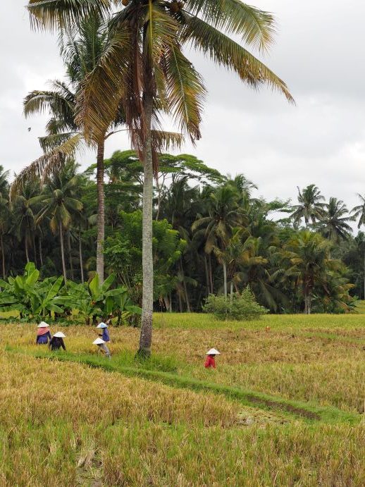 Working in rice field, Ubud, Bali