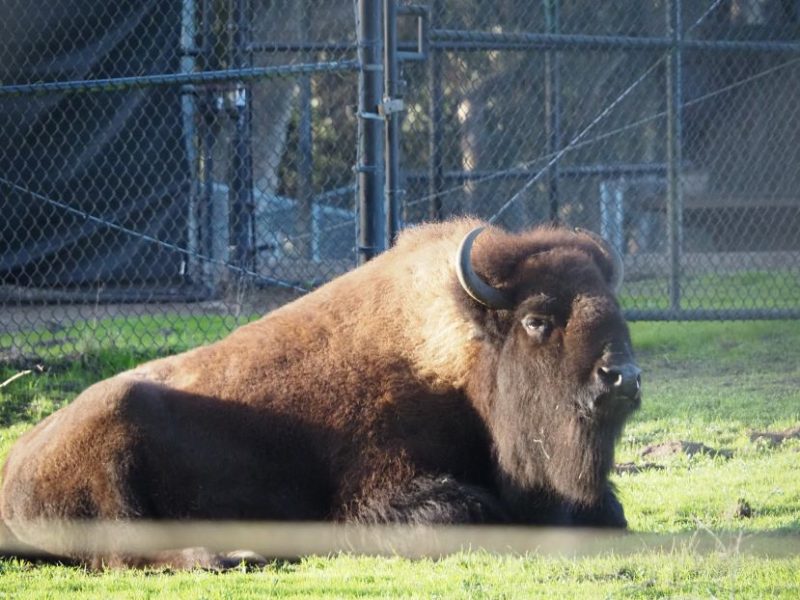 Bison enclosure, Golden Gate Park, San Francisco, John F Kennedy Drive