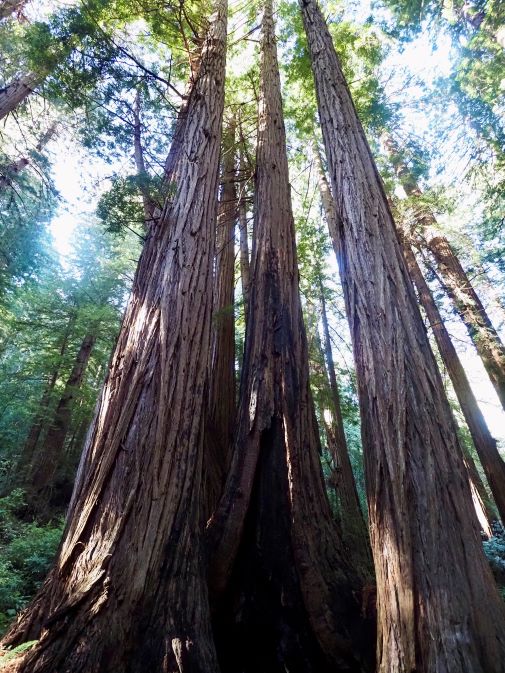 Muir Woods, National Monument, San Francisco