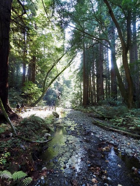 National monument, Muir Wood, San Francisco, Giant Redwoods, California