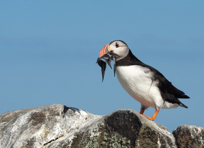 Isle of May, Scotland, nature reserve,