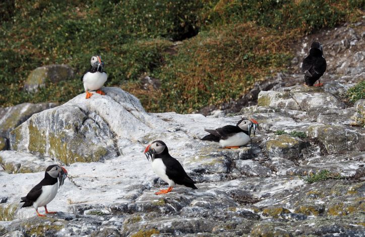 puffins, sand eels, Isle of May, Anstruther, Scotland