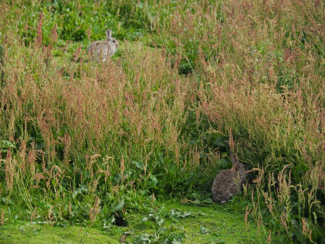 Isle of May, Scotland, nature reserve