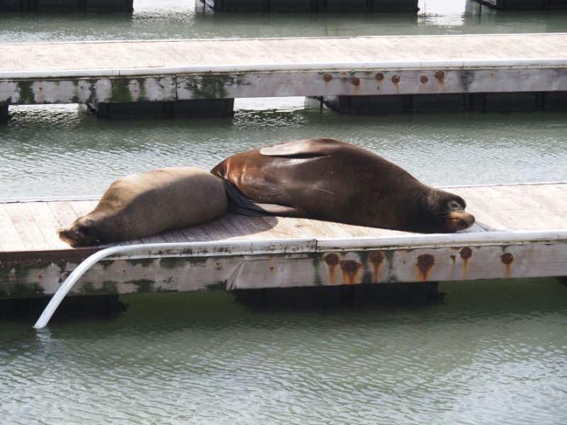 Pier 39, sea lion colony, Fisherman's Wharf, San Francisco