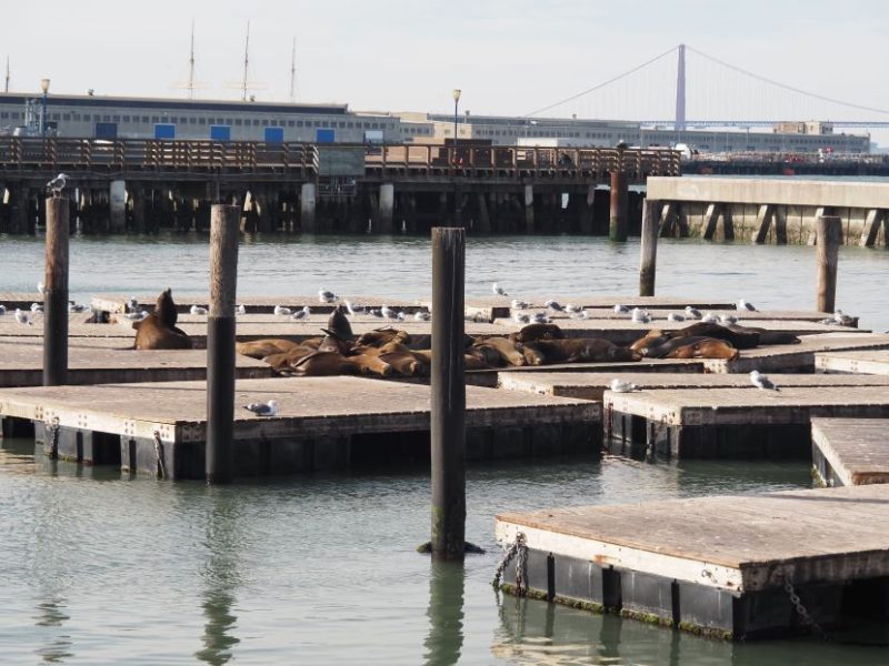 Fisherman's Wharf, Sea lions, San Francisco, pier 39