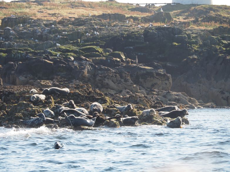 Isle of May, Scotland, nature reserve, puffin breeding ground