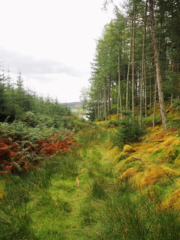 Loch of Lowes Nature reserve, Scotland, autumn foliage