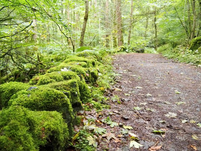 moss covered stones, nature walk, Scotland