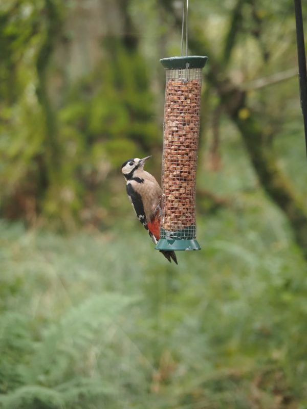 Loch of Lowes Nature Reserve, Scotland, birdlife