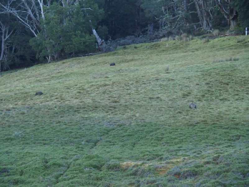 Cradle Mountain National Park, Tasmania,Australia