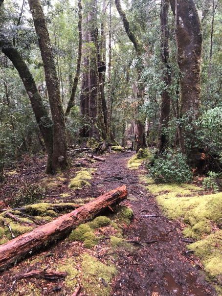 The Overland Track, Great walks, Tasmania, Australia, Lake St Clair National Park